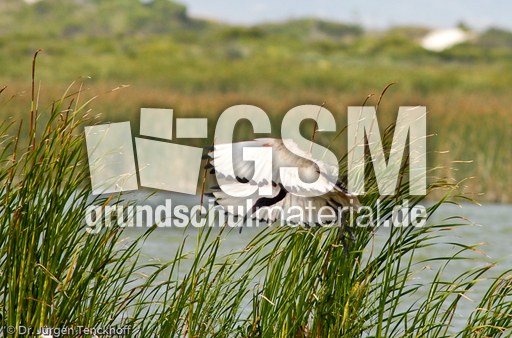 Molukkenibis (5 von 5).jpg